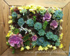 Hot 200pcs/bag mix lithops seeds rare succulent seeds Ass flower seeds Pseudotruncatella Living Stone bonsai mini home garden OF
