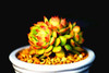 Hot 200pcs/bag mix lithops seeds rare succulent seeds Ass flower seeds Pseudotruncatella Living Stone bonsai mini home garden OF