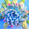 Hot 200pcs/bag mix lithops seeds rare succulent seeds Ass flower seeds Pseudotruncatella Living Stone bonsai mini home garden OF