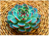 Hot 200pcs/bag mix lithops seeds rare succulent seeds Ass flower seeds Pseudotruncatella Living Stone bonsai mini home garden OF