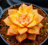 Hot 200pcs/bag mix lithops seeds rare succulent seeds Ass flower seeds Pseudotruncatella Living Stone bonsai mini home garden OF