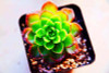 Hot 200pcs/bag mix lithops seeds rare succulent seeds Ass flower seeds Pseudotruncatella Living Stone bonsai mini home garden OF