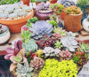 Hot 200pcs/bag mix lithops seeds rare succulent seeds Ass flower seeds Pseudotruncatella Living Stone bonsai mini home garden OF