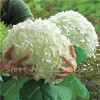 Hot 100 Pcs Rare Color Hydrangea Seeds Beautify the Environmen,11 colours Flower Seeds Bonsai,Natural Growth for Home Garden
