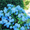 Hot 100 Pcs Rare Color Hydrangea Seeds Beautify the Environmen,11 colours Flower Seeds Bonsai,Natural Growth for Home Garden