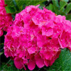 Hot 100 Pcs Rare Color Hydrangea Seeds Beautify the Environmen,11 colours Flower Seeds Bonsai,Natural Growth for Home Garden