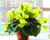 phalaenopsis orchid plant Indoor desktop flowers When flowering, butterfly orchid seedlings about 100 seeds/bag.