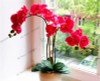 phalaenopsis orchid plant Indoor desktop flowers When flowering, butterfly orchid seedlings about 100 seeds/bag.