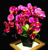 phalaenopsis orchid plant Indoor desktop flowers When flowering, butterfly orchid seedlings about 100 seeds/bag.