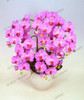 phalaenopsis orchid plant Indoor desktop flowers When flowering, butterfly orchid seedlings about 100 seeds/bag.