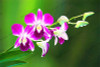 phalaenopsis orchid plant Indoor desktop flowers When flowering, butterfly orchid seedlings about 100 seeds/bag.