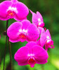 phalaenopsis orchid plant Indoor desktop flowers When flowering, butterfly orchid seedlings about 100 seeds/bag.