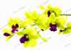 phalaenopsis orchid plant Indoor desktop flowers When flowering, butterfly orchid seedlings about 100 seeds/bag.