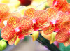 phalaenopsis orchid plant Indoor desktop flowers When flowering, butterfly orchid seedlings about 100 seeds/bag.