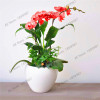 phalaenopsis orchid plant Indoor desktop flowers When flowering, butterfly orchid seedlings about 100 seeds/bag.