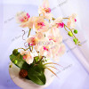 phalaenopsis orchid plant Indoor desktop flowers When flowering, butterfly orchid seedlings about 100 seeds/bag.
