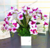 phalaenopsis orchid plant Indoor desktop flowers When flowering, butterfly orchid seedlings about 100 seeds/bag.