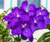 phalaenopsis orchid plant Indoor desktop flowers When flowering, butterfly orchid seedlings about 100 seeds/bag.