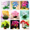 phalaenopsis orchid plant Indoor desktop flowers When flowering, butterfly orchid seedlings about 100 seeds/bag.
