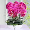 Phalaenopsis Room Interior Decoration Flowers Potted 100 Seeds