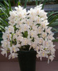 Phalaenopsis Room Interior Decoration Flowers Potted 100 Seeds