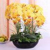 Phalaenopsis Room Interior Decoration Flowers Potted 100 Seeds