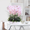 Phalaenopsis Room Interior Decoration Flowers Potted 100 Seeds