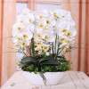 Phalaenopsis Room Interior Decoration Flowers Potted 100 Seeds