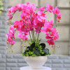 Phalaenopsis Room Interior Decoration Flowers Potted 100 Seeds