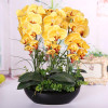 Phalaenopsis Room Interior Decoration Flowers Potted 100 Seeds