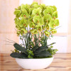 Phalaenopsis Room Interior Decoration Flowers Potted 100 Seeds