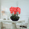 Phalaenopsis Room Interior Decoration Flowers Potted 100 Seeds