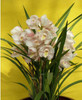 Phalaenopsis Room Interior Decoration Flowers Potted 100 Seeds