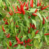 Home Garden Plant Seeds Red hot chili peppers Pepper Seeds vegetables seed easy growing 100PCS + Secret Gift Home Garden Plant Seeds Red hot chili peppers Pepper Seeds vegetables seed easy growing 100PCS + Secret Gift