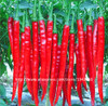 Home Garden Plant 200 Seeds Red Spicy Hot Long Chilli Pepper , Patio Plant Vegetable Seeds Free Shipping
