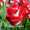 home &amp; garden 1 Professional Pack, 100 seeds / pack, Red Black Rare Rose Plant Seedling Garden Seed