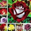 home &amp; garden 1 Professional Pack, 100 seeds / pack, Red Black Rare Rose Plant Seedling Garden Seed