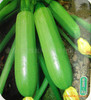 Beijing Jade squash seeds 10seeds nutrition product vegetable seed