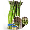 GGG Original Pack 100 Seeds / Pack,Small Bonsai Asparagus Bonsai Tree Seeds Green Asparagus Seeds