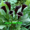 GGG Hot Sale Rare Red Edge black Calla Seeds Balcony Potted Bonsai Patio Plant Seeds Calla Flower Seeds 100PCS Free Shipping