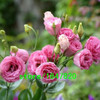 GGG Hot Sale Red Eustoma Seeds Perennial Flowering Plants Lisianthus Multicolor for DIY Home &amp; Garden Flower Seeds 100PCS