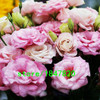 GGG Hot Sale Red Eustoma Seeds Perennial Flowering Plants Lisianthus Multicolor for DIY Home &amp; Garden Flower Seeds 100PCS