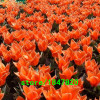 GGG Hot Sale Rare Blue Tulips Flowers Seeds Bonsai Tulip Seeds Flower Plants 500 Particles / lot