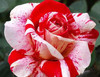 GGG Free shipping 100 PCS Beautiful Flower Rainbow rose seed Rose Seeds bonsai garden plants