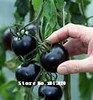GGG AAA Bonsai tomato Seeds 100pcs 10kinds mix vegetable Seeds Novel Plant for Garden Free Shipping