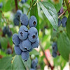 GGG 200 pcs Blueberry seed Fruit seeds Potted blueberry seeds Free shipping