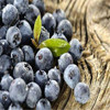 GGG 200 pcs Blueberry seed Fruit seeds Potted blueberry seeds Free shipping