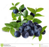 GGG 200 pcs Blueberry seed Fruit seeds Potted blueberry seeds Free shipping