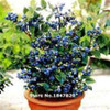 GGG 200 pcs Blueberry seed Fruit seeds Potted blueberry seeds Free shipping