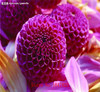 GGG 100pcs /bag . 10 piece each color of dahlia seeds rainbow pompon Seeds Bonsai plants Seeds for home &amp; garden
